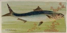 1888 Duke's Fishers and Fish (N74) #NNO Herring Front