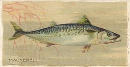 1888 Duke's Fishers and Fish (N74) #NNO Mackerel Front