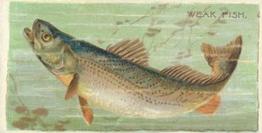 1888 Duke's Fishers and Fish (N74) #NNO Weak Fish Front