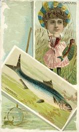 1888 W. Duke, Sons & Co. Fishes and Fishing (N108) #NNO Herring / Gurnard Front
