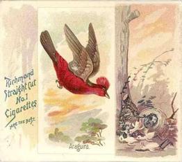 1890 Allen & Ginter Song Birds of the World (N42) #NNO Araguira Front