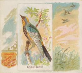 1890 Allen & Ginter Song Birds of the World (N42) #NNO Audubon's Warbler Front