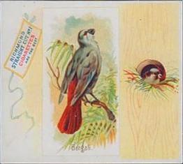 1890 Allen & Ginter Song Birds of the World (N42) #NNO Bengali Front