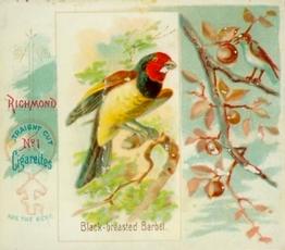 1890 Allen & Ginter Song Birds of the World (N42) #NNO Black-breasted Barbet Front