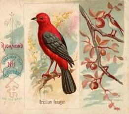 1890 Allen & Ginter Song Birds of the World (N42) #NNO Brazilian Tanager Front