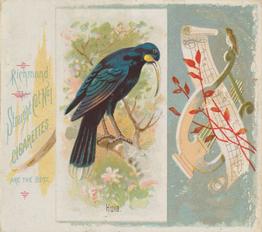 1890 Allen & Ginter Song Birds of the World (N42) #NNO Huia Front