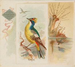 1890 Allen & Ginter Song Birds of the World (N42) #NNO Kinglet Front
