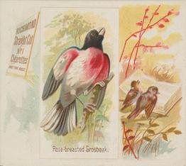 1890 Allen & Ginter Song Birds of the World (N42) #NNO Rose-breasted Grosbeak Front