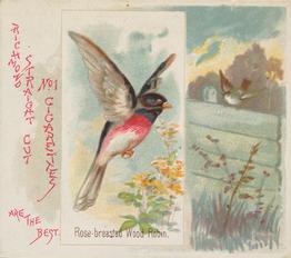 1890 Allen & Ginter Song Birds of the World (N42) #NNO Rose-breasted Wood-Robin Front
