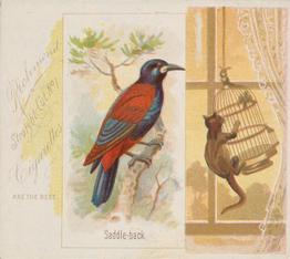 1890 Allen & Ginter Song Birds of the World (N42) #NNO Saddle-back Front