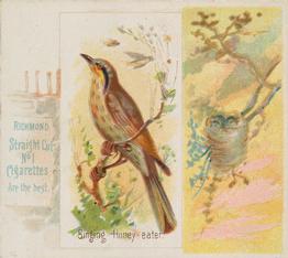 1890 Allen & Ginter Song Birds of the World (N42) #NNO Singing Honey-eater Front