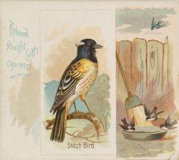 1890 Allen & Ginter Song Birds of the World (N42) #NNO Stich Bird Front