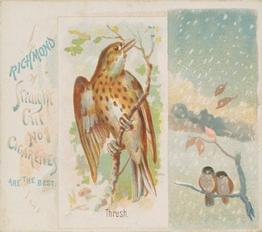 1890 Allen & Ginter Song Birds of the World (N42) #NNO Thrush Front