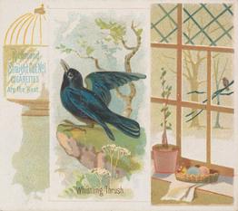 1890 Allen & Ginter Song Birds of the World (N42) #NNO Whistling Thrush Front