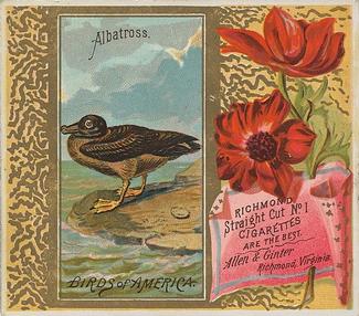 1890 Allen & Ginter Birds of America (N37) #NNO Albatross Front