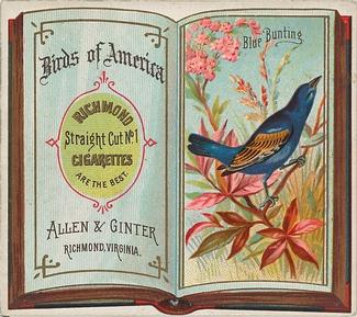 1890 Allen & Ginter Birds of America (N37) #NNO Blue Bunting Front