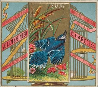 1890 Allen & Ginter Birds of America (N37) #NNO Blue Jay Front