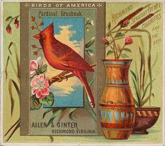 1890 Allen & Ginter Birds of America (N37) #NNO Cardinal Grosbeak Front