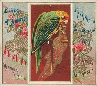 1890 Allen & Ginter Birds of America (N37) #NNO Carolina Parrot Front
