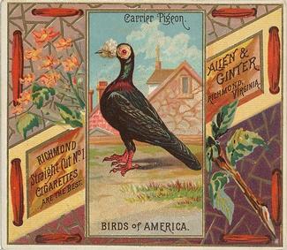 1890 Allen & Ginter Birds of America (N37) #NNO Carrier Pigeon Front