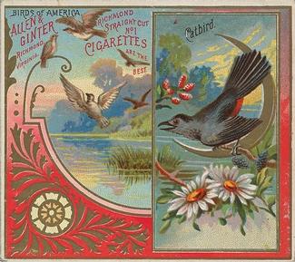 1890 Allen & Ginter Birds of America (N37) #NNO Catbird Front