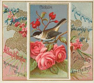 1890 Allen & Ginter Birds of America (N37) #NNO Chickadee Front