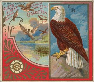 1890 Allen & Ginter Birds of America (N37) #NNO Eagle Front