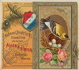 1890 Allen & Ginter Birds of America (N37) #NNO Goldfinch Front