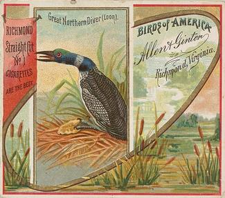 1890 Allen & Ginter Birds of America (N37) #NNO Great Northern Diver (Loon) Front