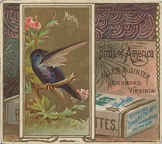 1890 Allen & Ginter Birds of America (N37) #NNO Martin Front