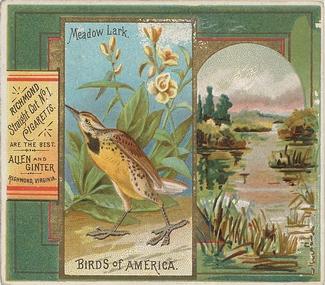 1890 Allen & Ginter Birds of America (N37) #NNO Meadow Lark Front