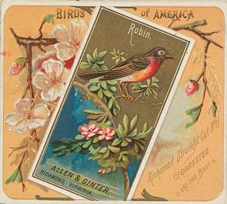 1890 Allen & Ginter Birds of America (N37) #NNO Robin Front