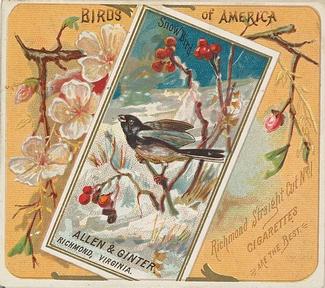 1890 Allen & Ginter Birds of America (N37) #NNO Snow Bird Front