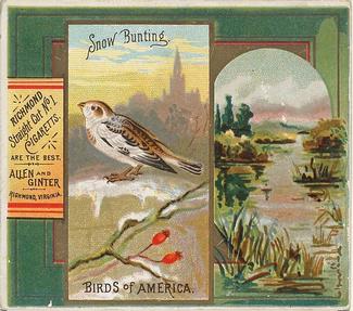 1890 Allen & Ginter Birds of America (N37) #NNO Snow Bunting Front