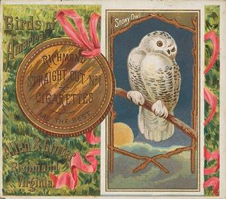 1890 Allen & Ginter Birds of America (N37) #NNO Snowy Owl Front