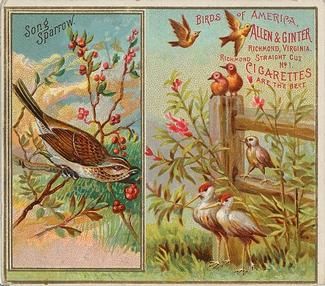 1890 Allen & Ginter Birds of America (N37) #NNO Song Sparrow Front