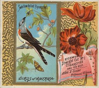 1890 Allen & Ginter Birds of America (N37) #NNO Swallow-tailed Flycatcher Front