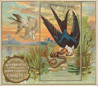 1890 Allen & Ginter Birds of America (N37) #NNO Swallow-tailed Hawk Front
