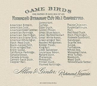 1890 Allen & Ginter Game Birds (N40) #NNO Blue Winged Teal Back