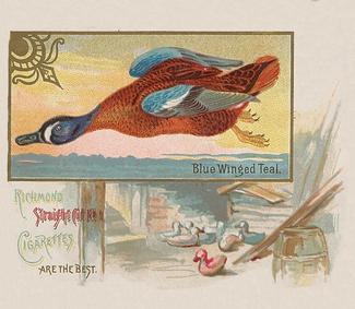1890 Allen & Ginter Game Birds (N40) #NNO Blue Winged Teal Front