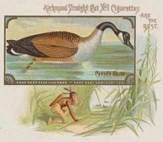 1890 Allen & Ginter Game Birds (N40) #NNO Canada Goose Front