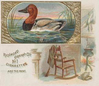 1890 Allen & Ginter Game Birds (N40) #NNO Canvas-Back Duck Front