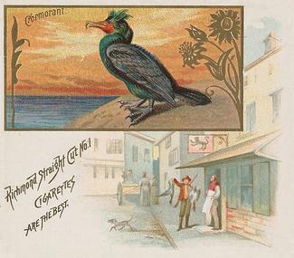 1890 Allen & Ginter Game Birds (N40) #NNO Cormorant Front