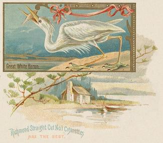 1890 Allen & Ginter Game Birds (N40) #NNO Great White Heron Front