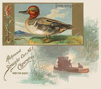 1890 Allen & Ginter Game Birds (N40) #NNO Green-winged Teal Front