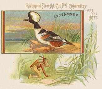 1890 Allen & Ginter Game Birds (N40) #NNO Hooded Merganser Front
