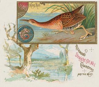 1890 Allen & Ginter Game Birds (N40) #NNO King Rail Front