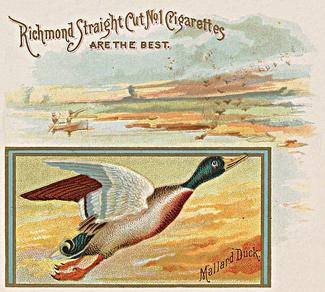 1890 Allen & Ginter Game Birds (N40) #NNO Mallard Duck Front