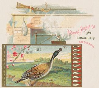 1890 Allen & Ginter Game Birds (N40) #NNO Pintail Duck Front