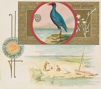 1890 Allen & Ginter Game Birds (N40) #NNO Purple Gallinule Front